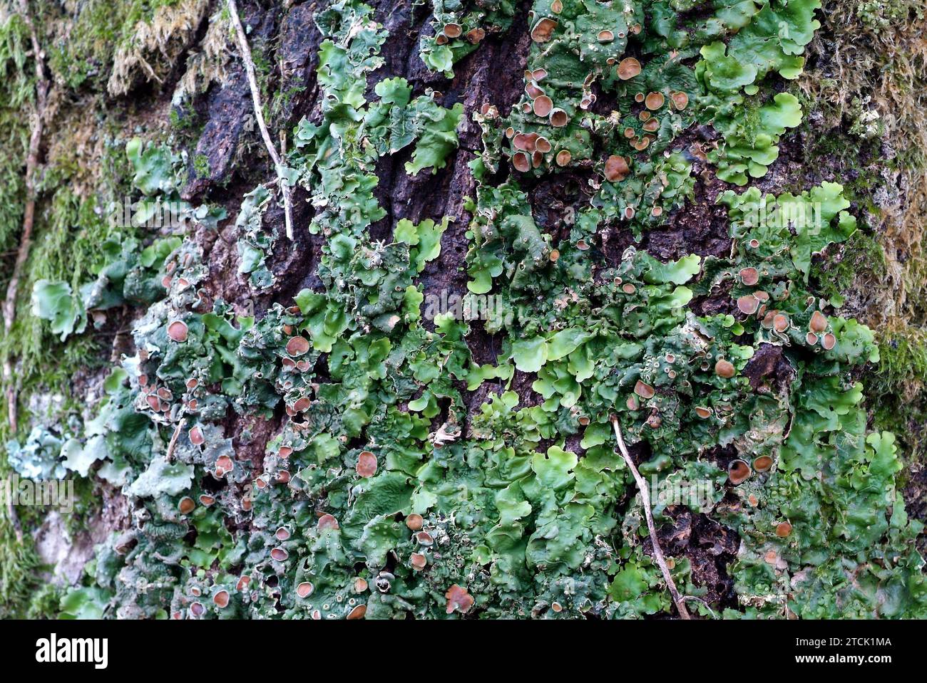 Pleurosticta acetabulum or Parmelia acetabulum is a foliose lichen that grows on tree barks. Stock Photo