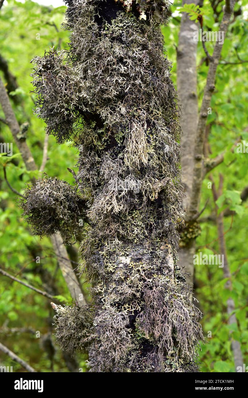 Pseudevernia furfuracea is a foliose lichen used in the perfume industry. This photo was taken in Muniellos Biosphere Reserve, Asturias, Spain. Stock Photo
