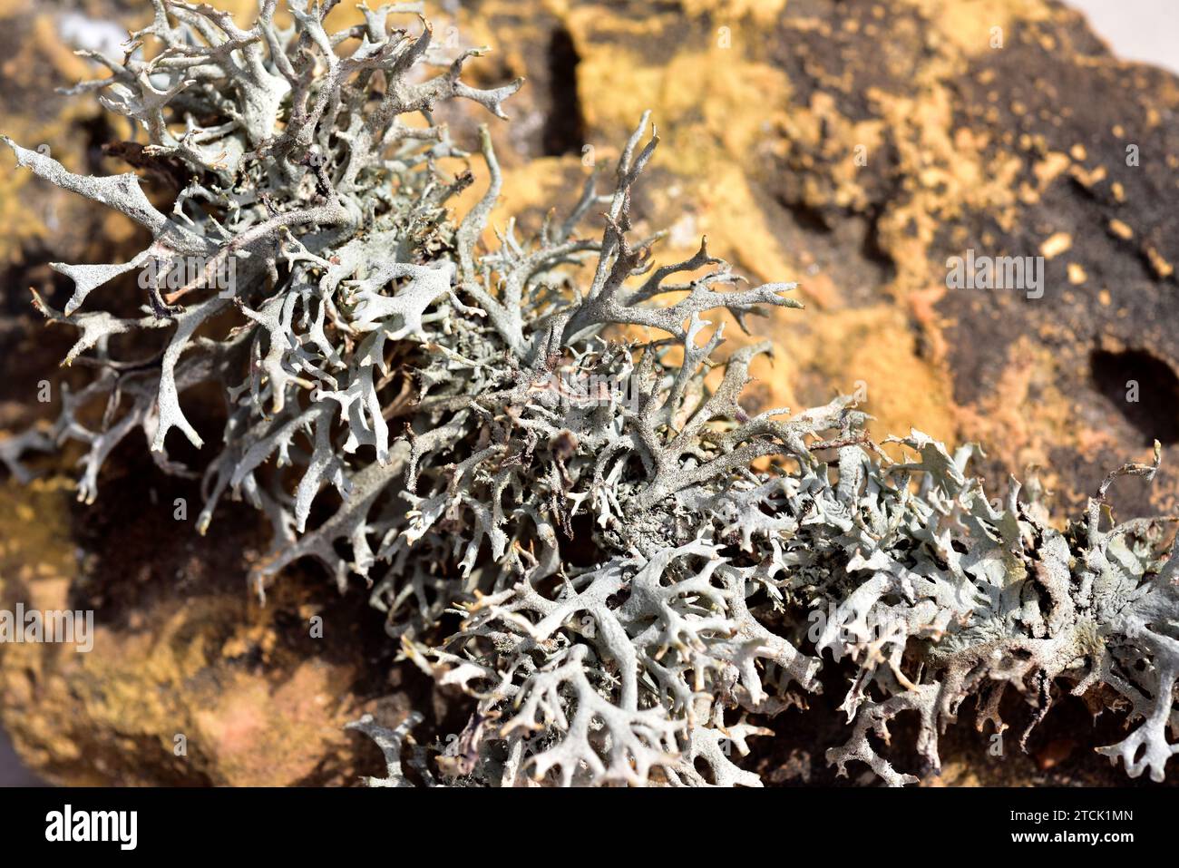 Pseudevernia furfuracea is a fruticose lichen that grows on bark tree. This photo was taken in La Cerdanya, Girona province, Catalonia, Spain. Stock Photo