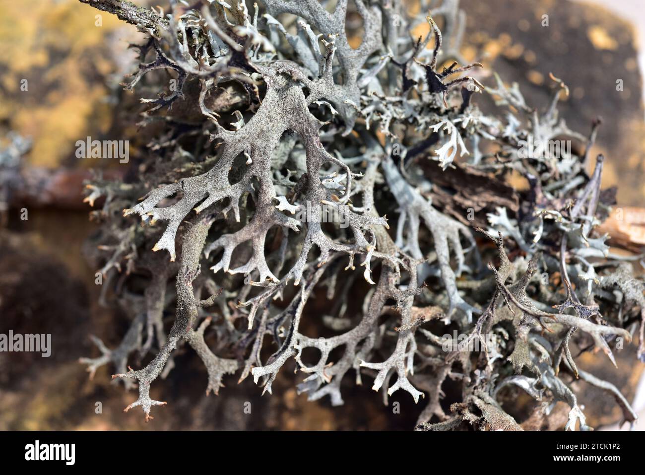 Pseudevernia furfuracea is a fruticose lichen that grows on bark tree. This photo was taken in La Cerdanya, Girona province, Catalonia, Spain. Stock Photo