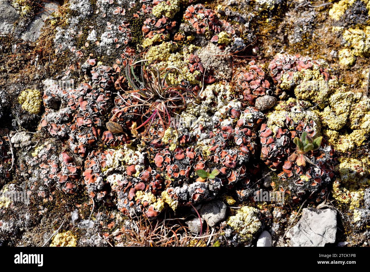 Psora decipiens squamulose brown-redish lichen and Fulgensia fulgida, yellow squamulose lichen growing on a gypsum soil. This photo was taken in Bellm Stock Photo