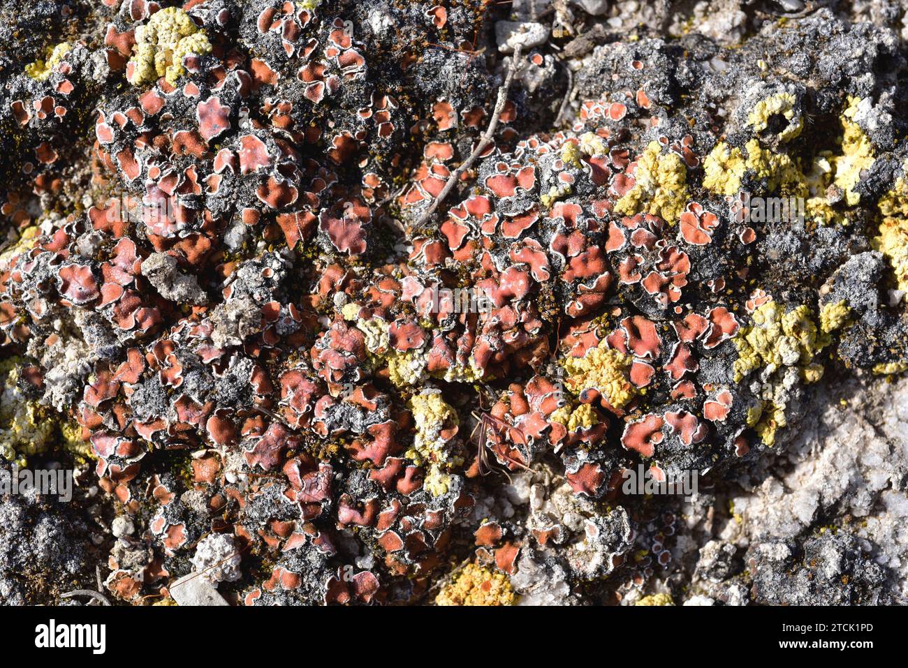 Psora decipiens squamulose brown-redish lichen and Fulgensia fulgida, yellow squamulose lichen growing on a gypsum soil. This photo was taken in Bellm Stock Photo