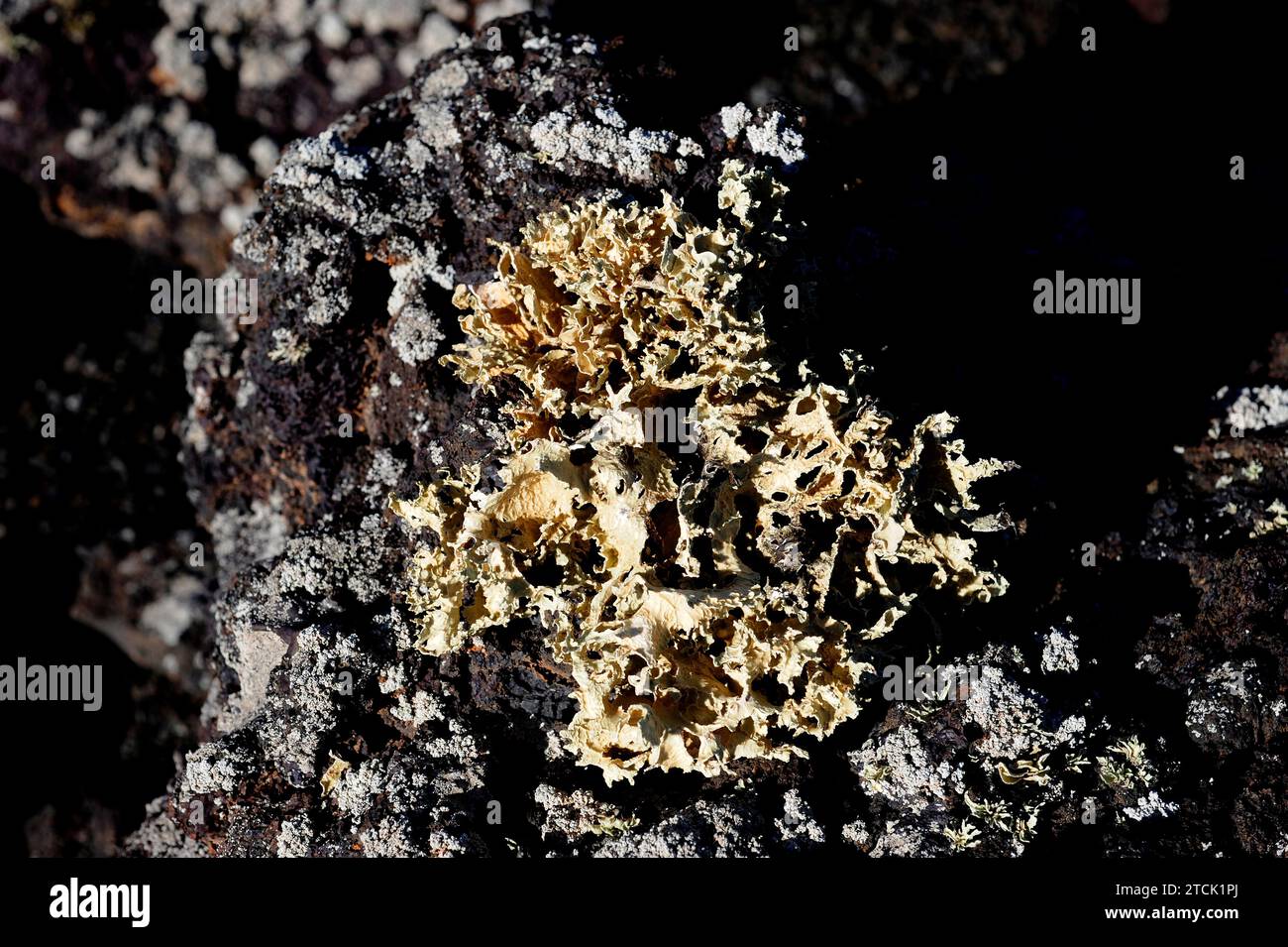 Ramalina canariensis is a fruticulose lichen, around it Stereocaulon vesuvianum, another fruticulose lichen. This photo was taken in Lanzarote Island, Stock Photo