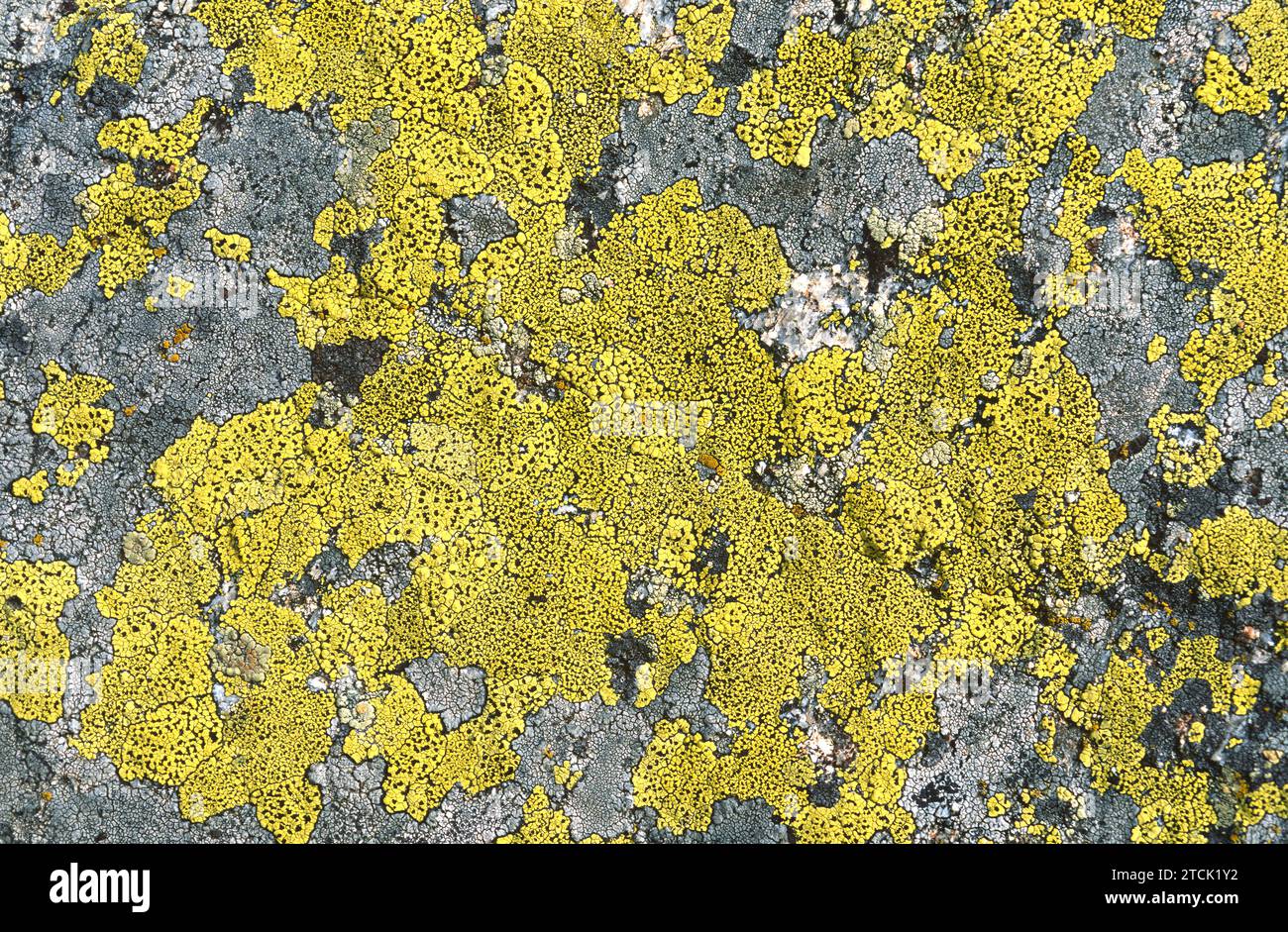 Map lichen (Rhizocarpon geographicum) yellow and Fuscidea kochiana ...