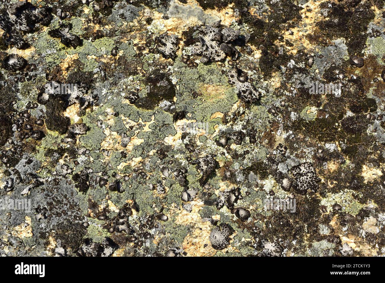 Lichen community dominated by map lichen (Rhizocarpon geographicum) (yellow crustose lichen) and Umbilicaria pustulata  (foliose lichen) on a granitic Stock Photo
