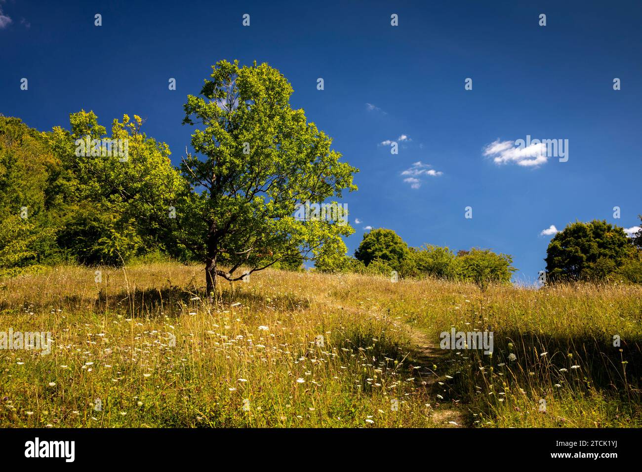 UK, England, Buckinghamshire, High Wycombe, Hughenden Valley, Prestwood Nature Reserve, wild flowers on chalk grassland Stock Photo