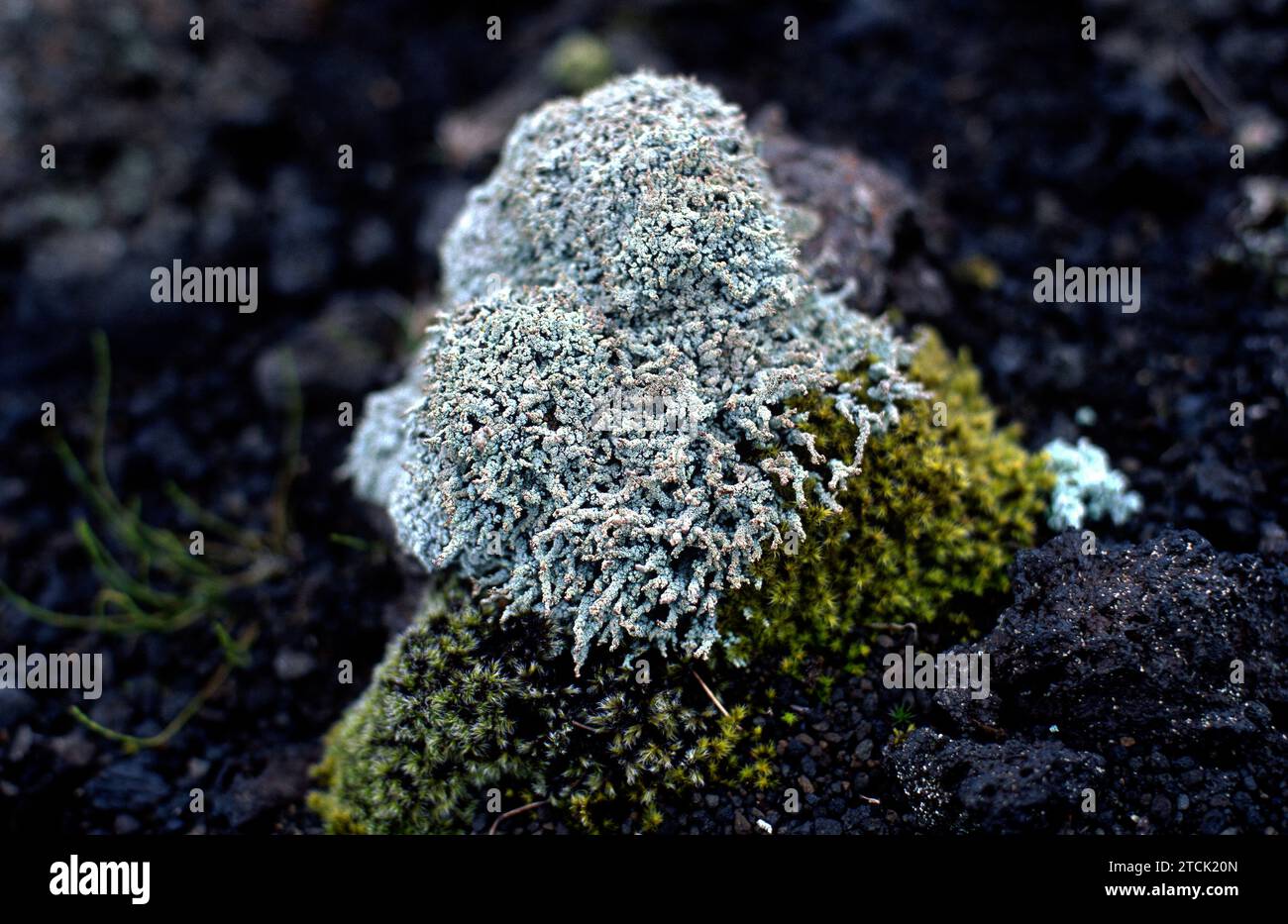 Stereocaulon sp. is a genus of fruticulose lichens. This photo was taken in Iceland. Stock Photo