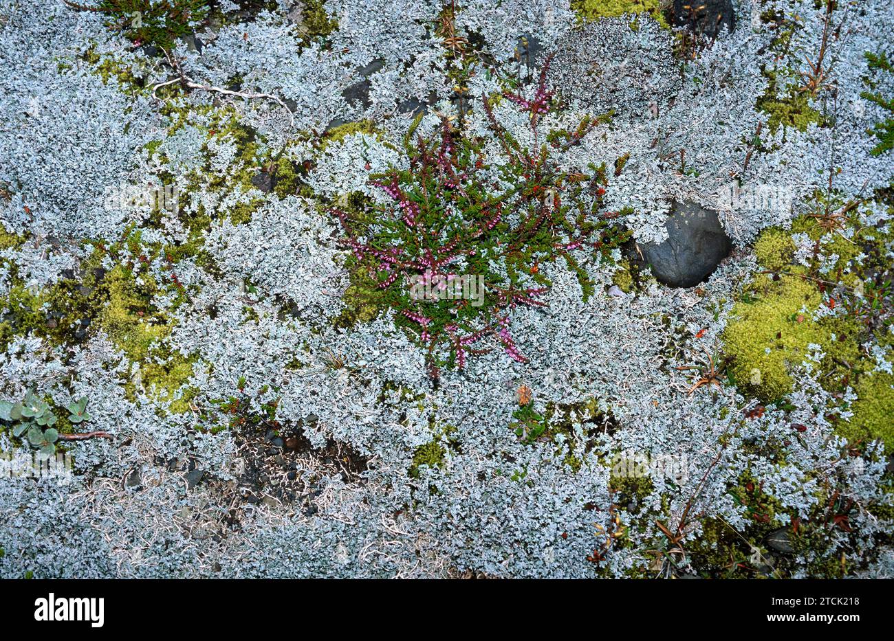 Stereocaulon sp. is a genus of fruticulose lichens. This photo was taken in Iceland. Stock Photo