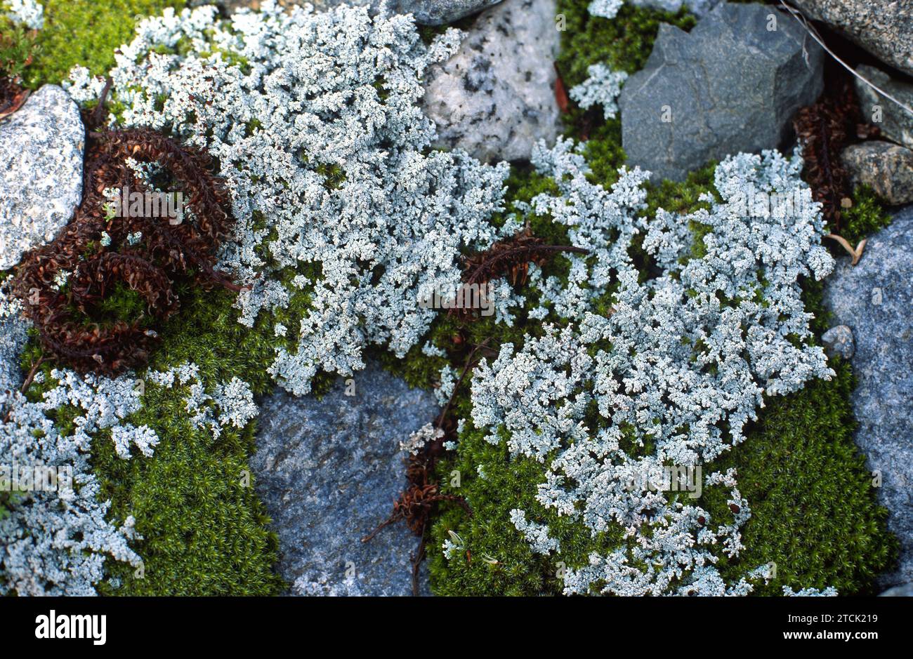 Stereocaulon sp. is a genus of fruticulose lichens. This photo was taken in Norway. Stock Photo