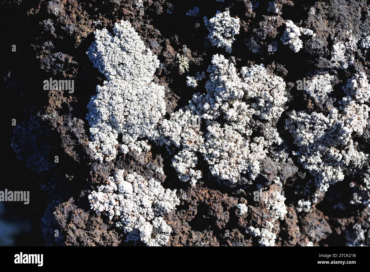Stereocaulon vesuvianum is a fruticulose lichen taht grows on volcanic rocks. This photo was taken in Lanzarote Island, Canary Islands, Spain. Stock Photo
