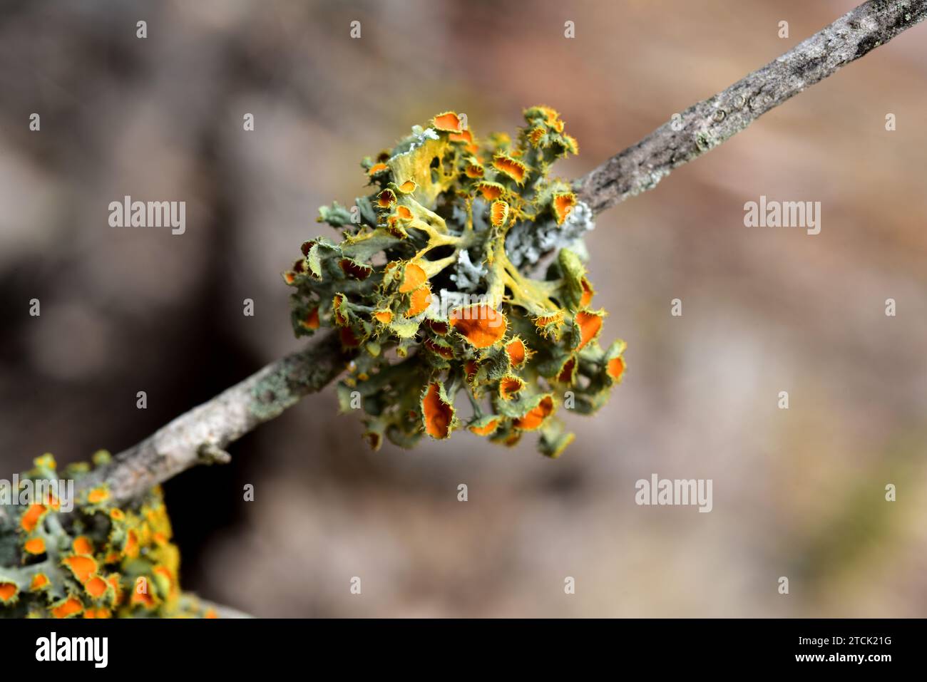 Teloschistes chrysophthalmus is a fruticulose lichen that grows on the tree branches, in this photo on wild olive (Olea europaea sylvestris). This pho Stock Photo