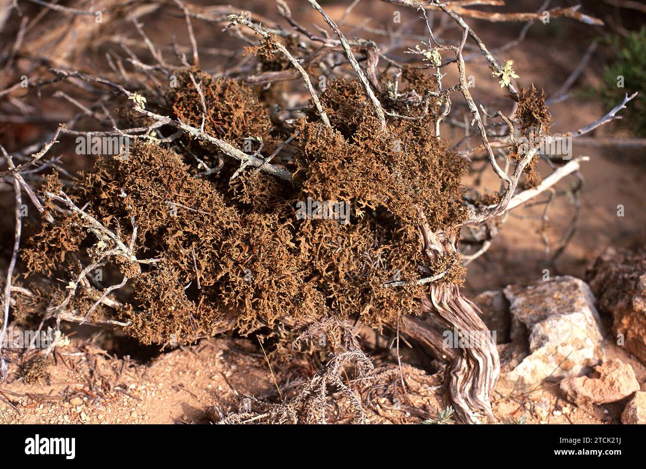 Teloschistes villosus is a fruticose lichen that grows on phoenicean juniper (Juniperus phoenicea). This photo was taken in Eivissa (Ibiza), Balearic Stock Photo
