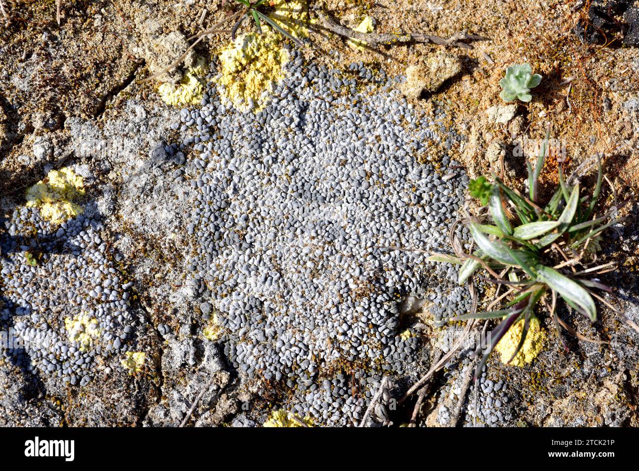 Toninia sedifolia is a squamulose lichen that grows in arid regions (in this example on gypsum soil). Around it the yellow lichen Fulgensia fulgida. T Stock Photo