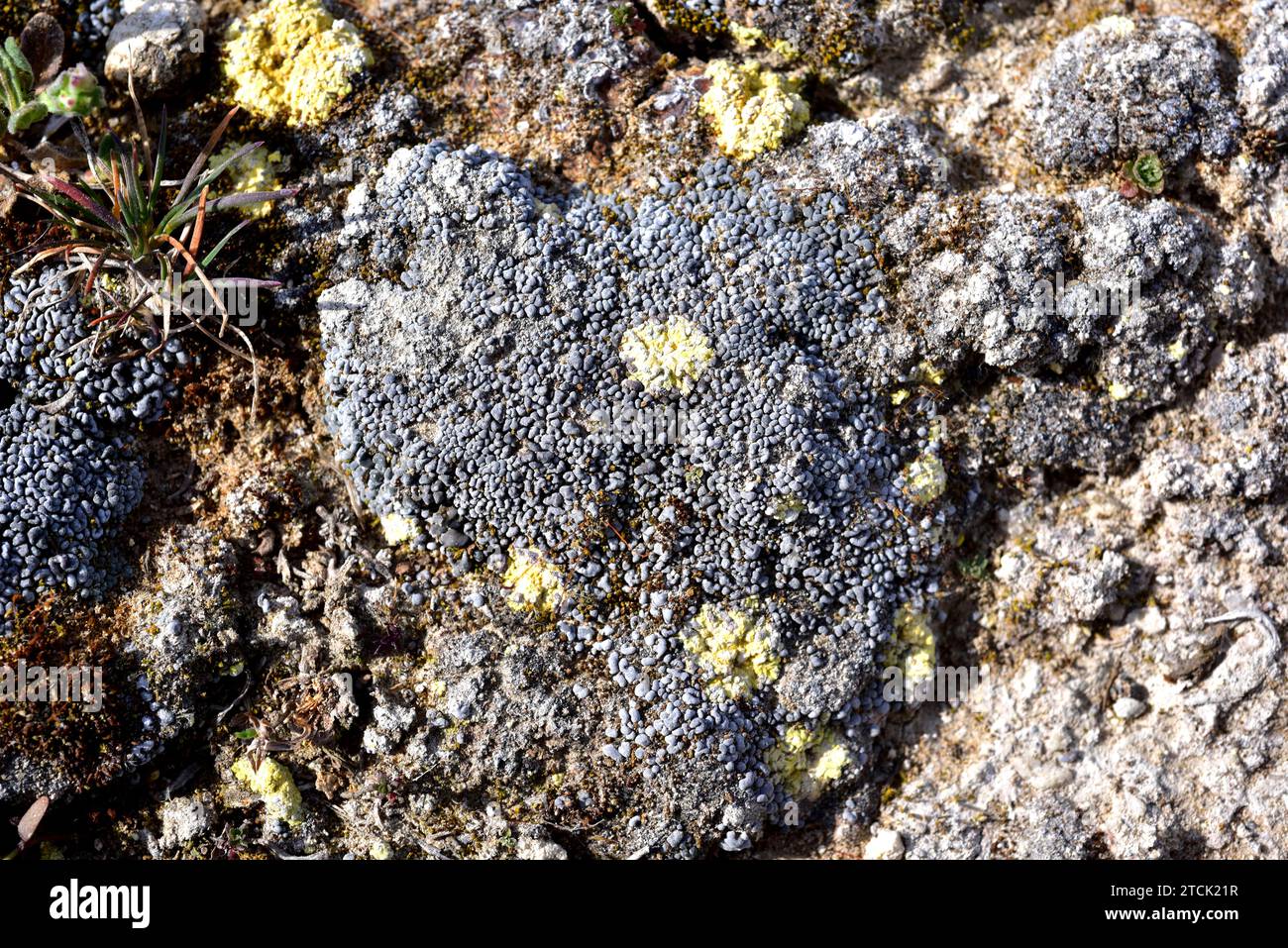 Toninia sedifolia is a squamulose lichen that grows in arid regions (in this example on gypsum soil). Around it the yellow lichen Fulgensia fulgida. T Stock Photo