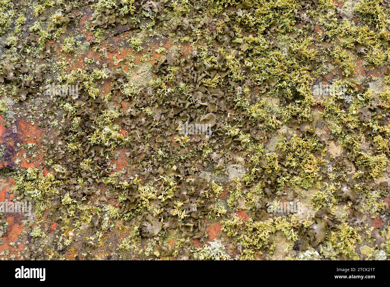 Lichen community dominated by Umbilicaria hirsuta (brown)  and Ramalina capitata (greenish- yellow). This photo was taken in Arribes del Duero Natural Stock Photo