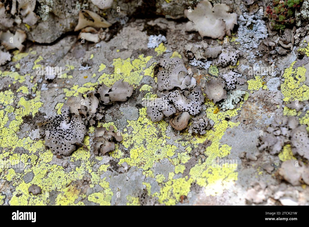 Lichen community dominated by Umbilicaria cylindrica (grey-brown foliose lichen)  and Rhizocarpon geographicum (yellow crustose). Stock Photo