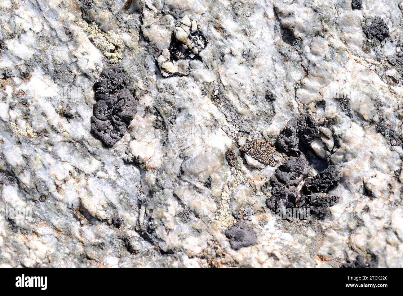 Umbilicaria deusta is a foliose lichen that grows on siliceous rocks. This photo was taken in french Alps. Stock Photo