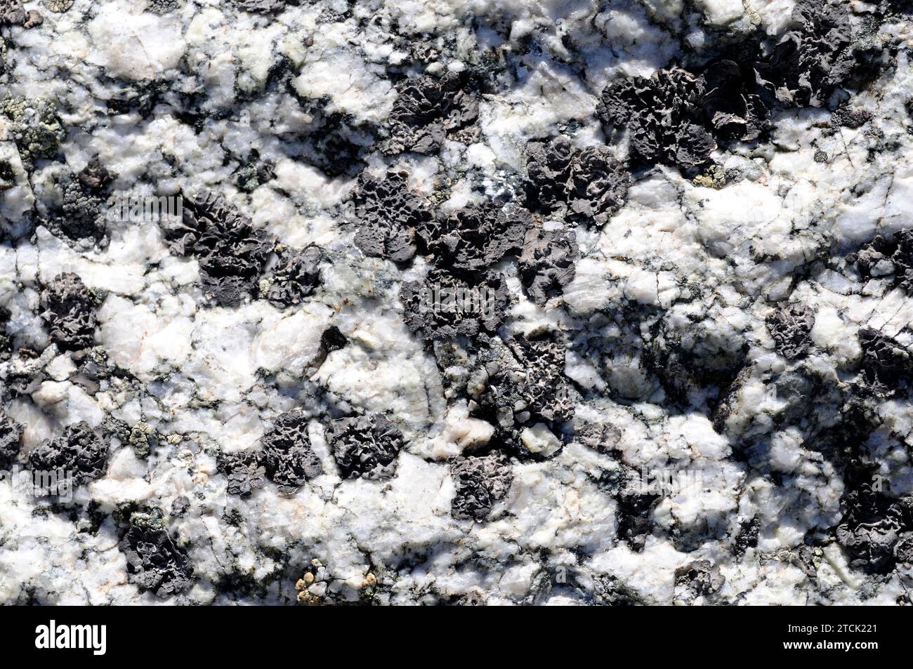 Umbilicaria deusta is a foliose lichen that grows on siliceous rocks. This photo was taken in french Alps. Stock Photo