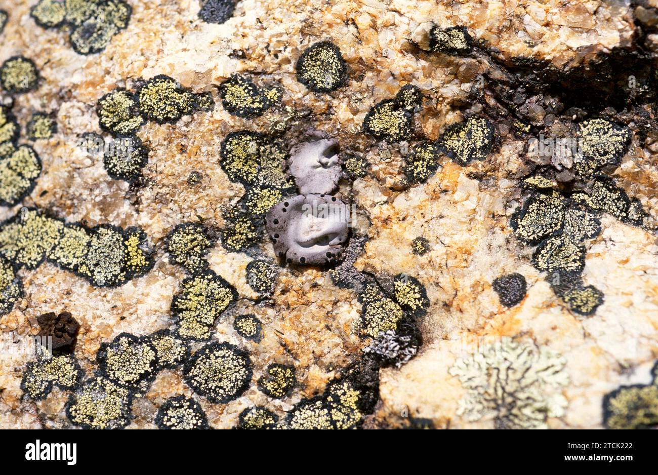 Umbilicaria hirsuta (centrum) and Rhizocarpon lecanorinum (yellow and black around) growing on a siliceous rock. Stock Photo