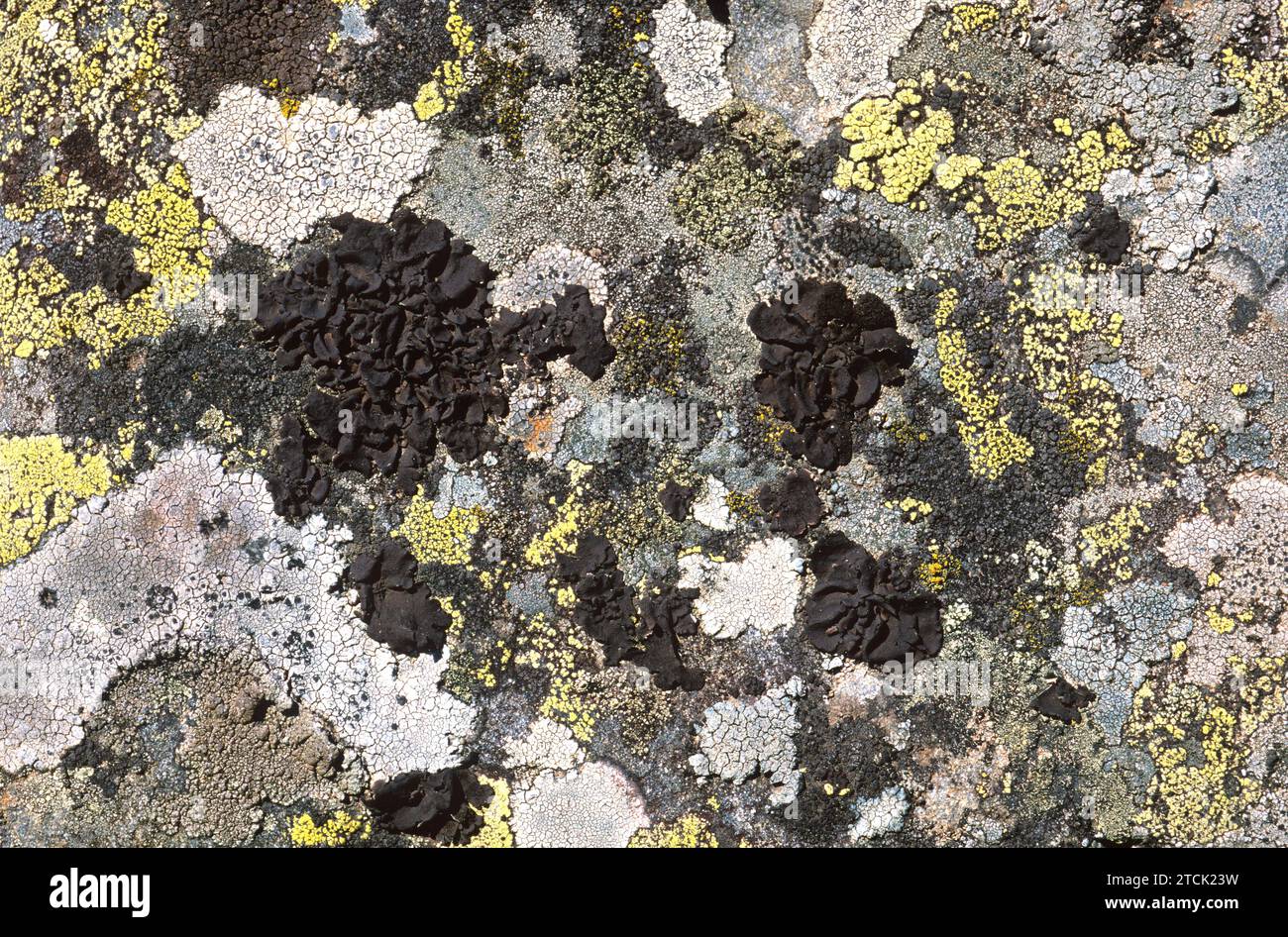 Umbilicaria polyphylla is a foliose lichen surrounded by differents species of crustose lichens growing on a siliceous rock. Stock Photo