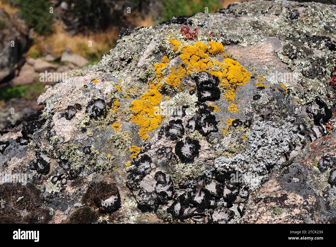 Lichen community dominated by Umbilicaria pustulata or Lasallia pustulata a foliose lichen accompanied by Ramalina (fruticulose) and Candelariella (cr Stock Photo