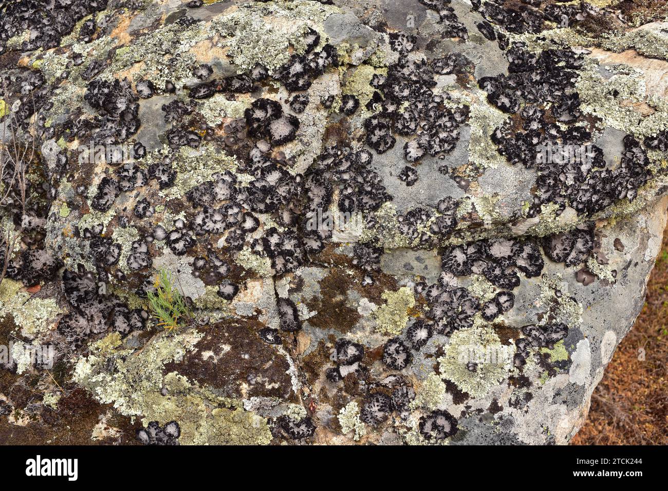 Lichen community dominated by Umbilicaria pustulata or Lasallia pustulata a foliose lichen. This photo was taken in Arribes del Duero Natural Park, Za Stock Photo