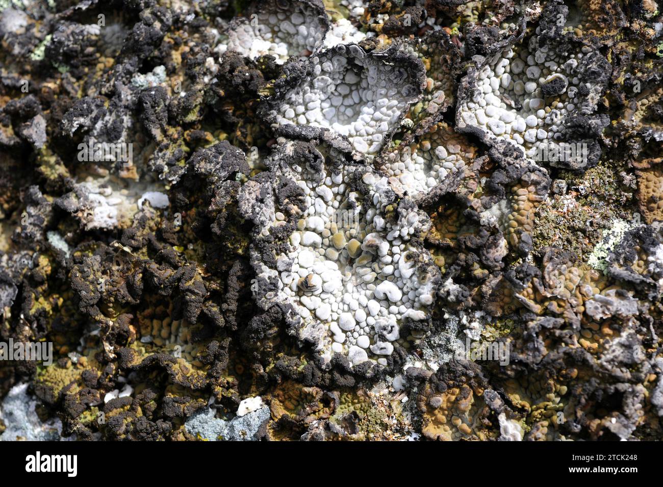 Umbilicaria pustulata or Lasallia pustulata is a foliose lichen that grows on siliceous rocks. This photo was taken in Sierra de Gredos, Avila provinc Stock Photo