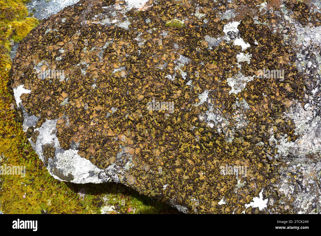 Lichen community dominated by Umbilicaria pustulata or Lasallia pustulata a foliose lichen. This photo was taken in Arribes del Duero Natural Park, Za Stock Photo
