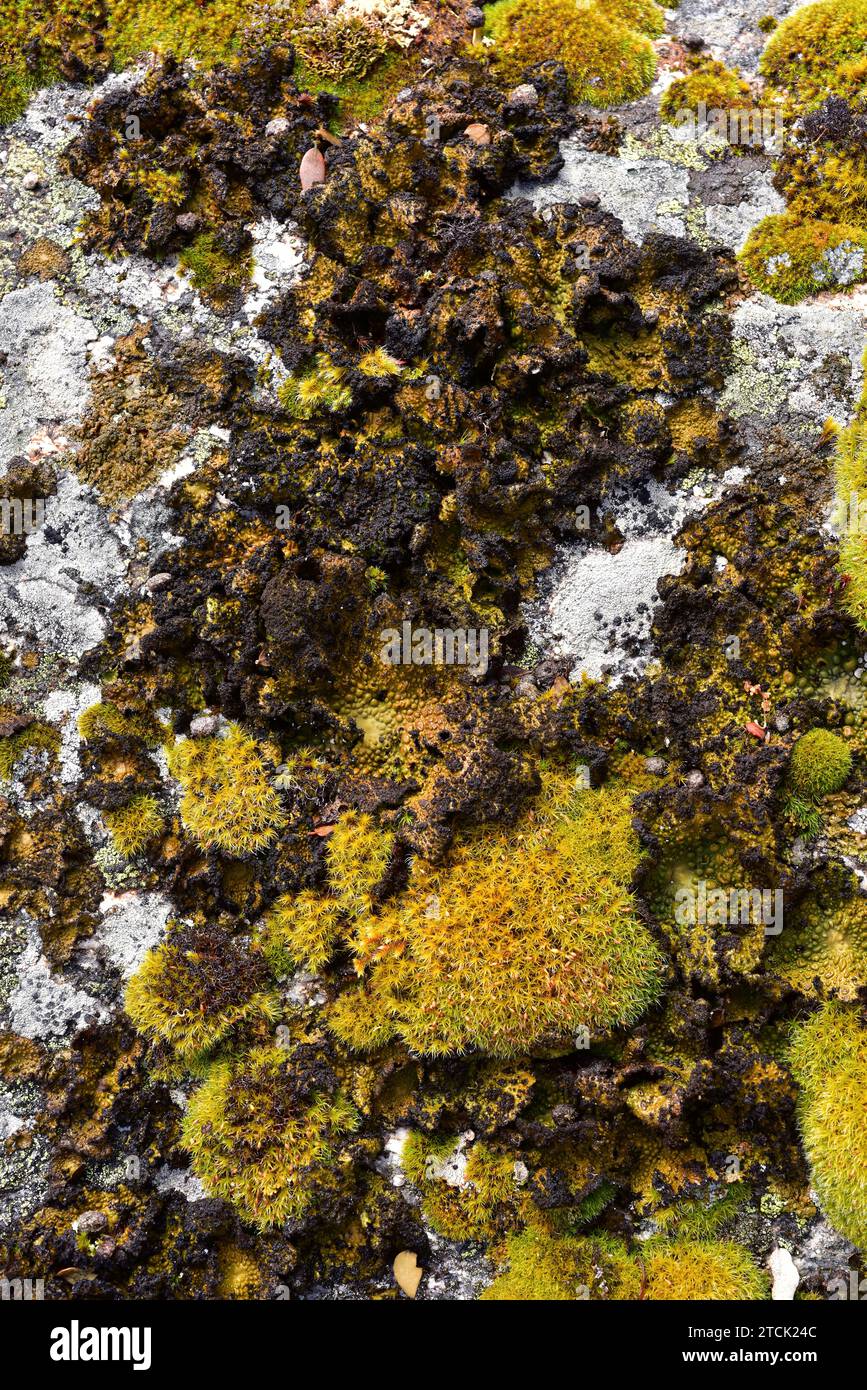 Umbilicaria pustulata or Lasallia pustulata is a foliose lichen that grows on siliceous rocks. This photo was taken in Arribes del Duero Natural Park, Stock Photo