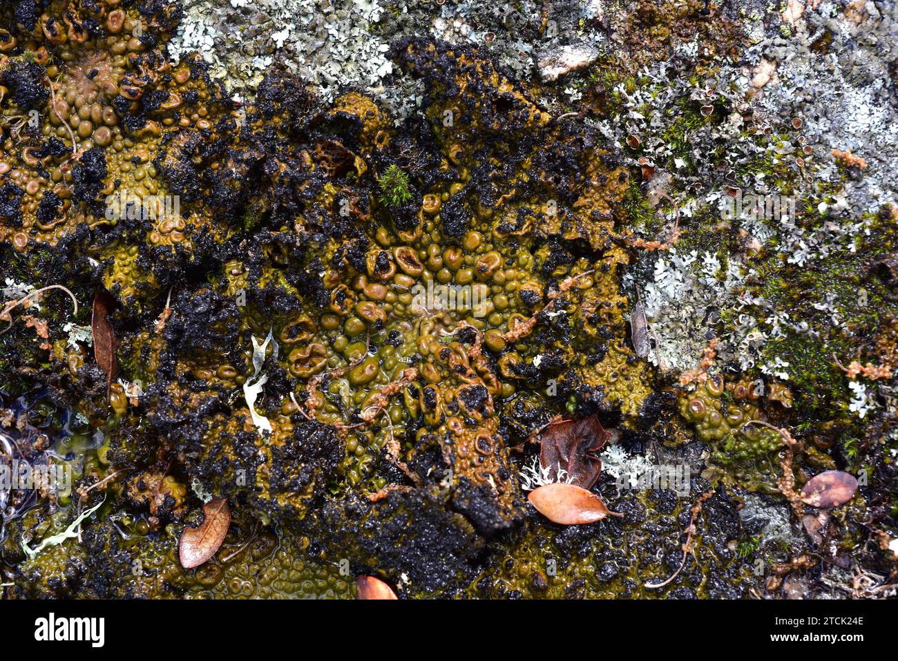 Umbilicaria pustulata or Lasallia pustulata is a foliose lichen that grows on siliceous rocks. This photo was taken in Arribes del Duero Natural Park, Stock Photo