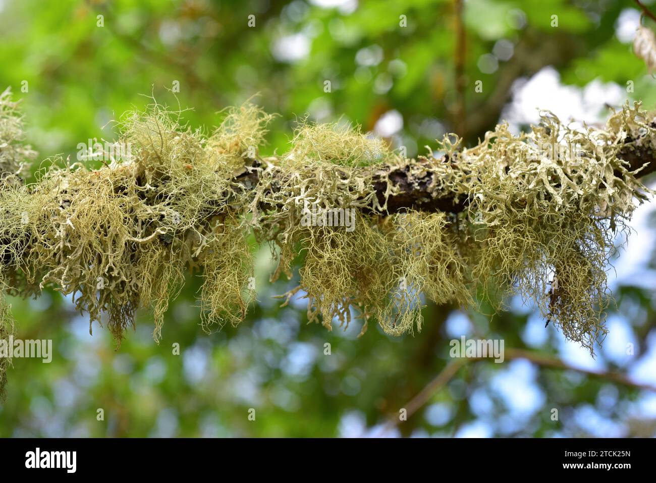 Beard lichen (Usnea hirta) and Evernia prunastri two fruticulose lichens. This photo was taken in Arribes del Duero Natural Park, Zamora province, Cas Stock Photo