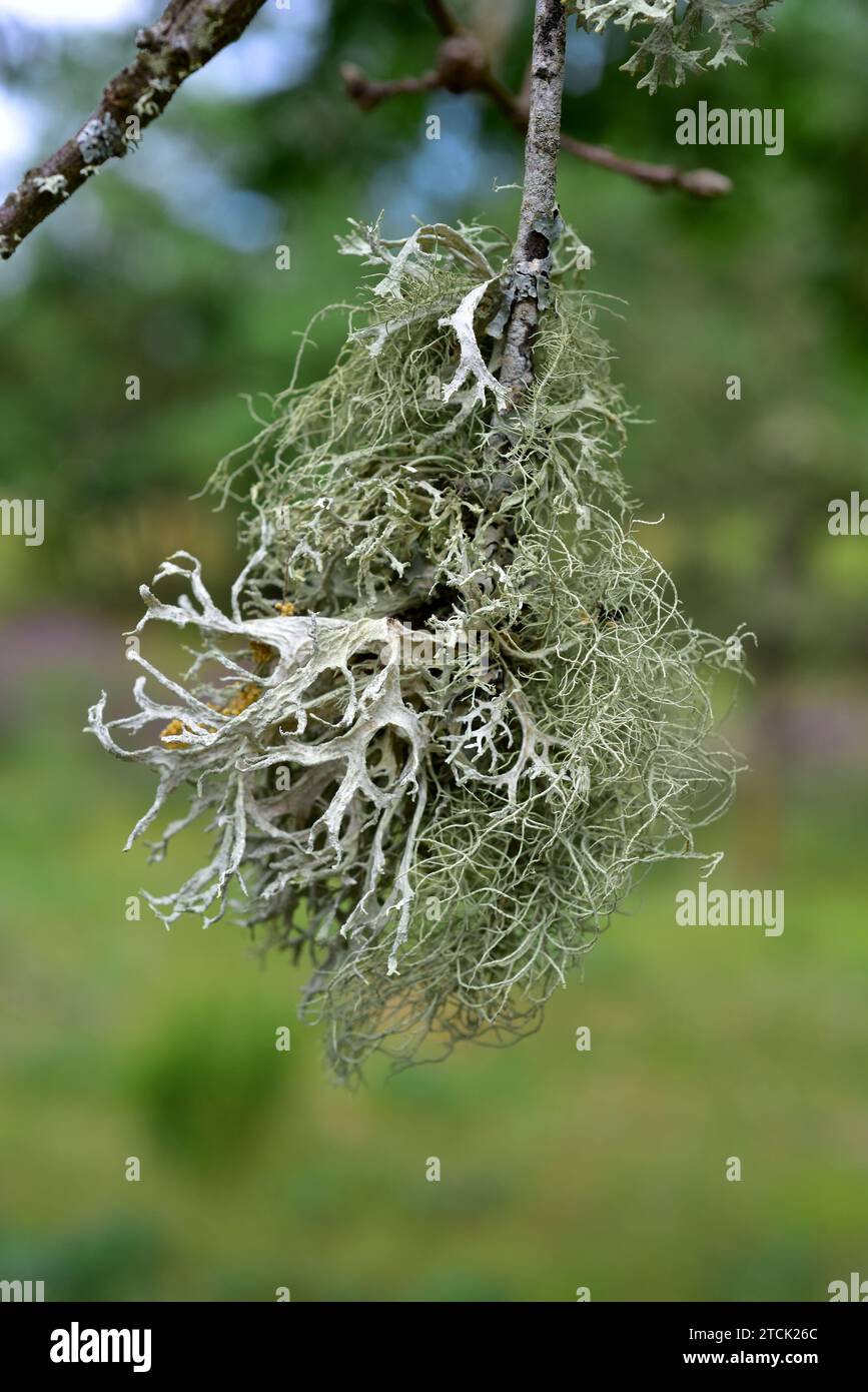 Usnea hirta and Evernia prunastri, two fruticulose lichens on a branch. This photo was taken in Arribes del Duero Natural Park, Zamora province, Casti Stock Photo
