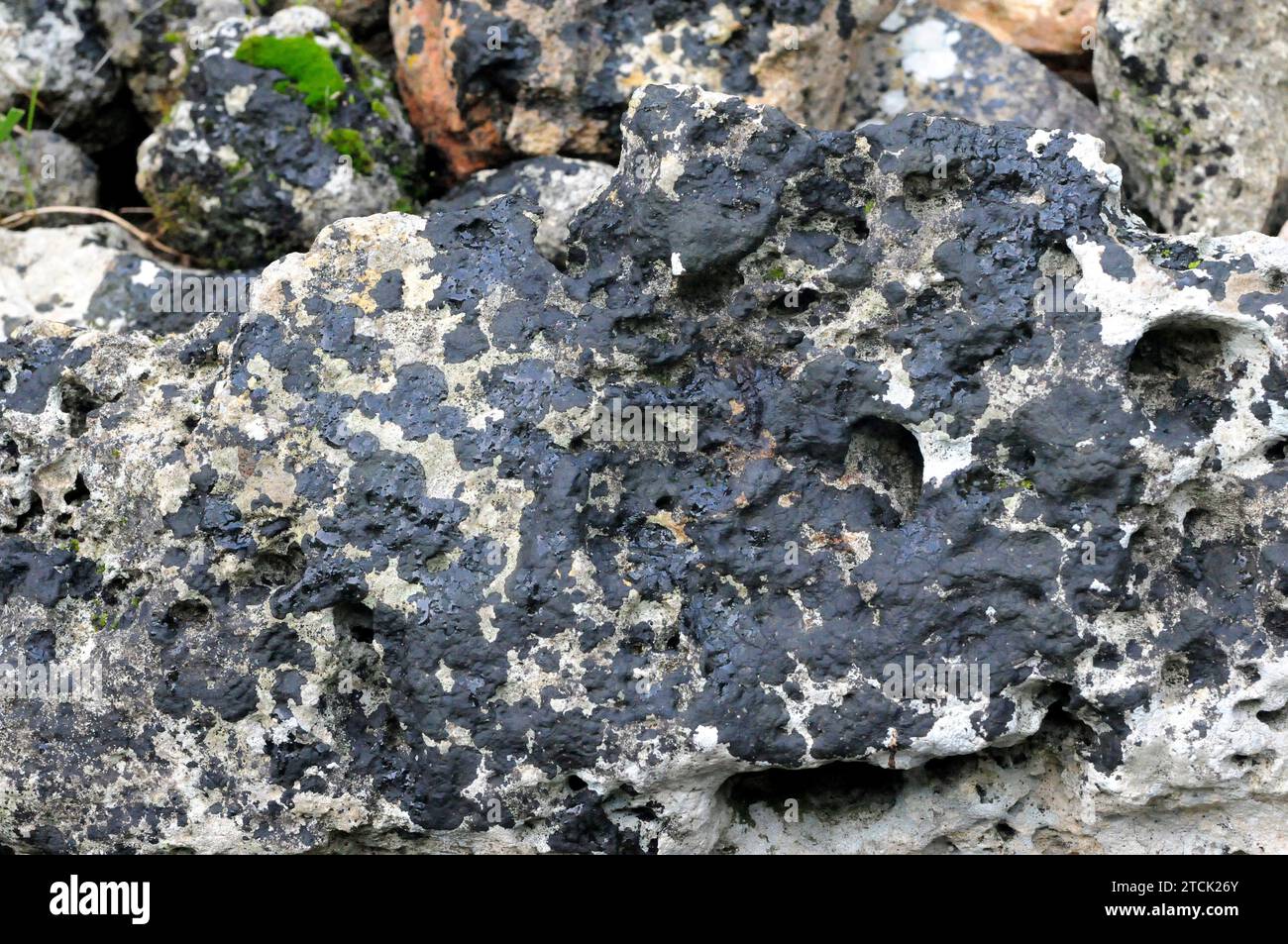 Verrucaria nigrescens is a black crustose lichen that grows on limestone rocks. This photo was taken in Menorca, Balearic Islands, Spain. Stock Photo