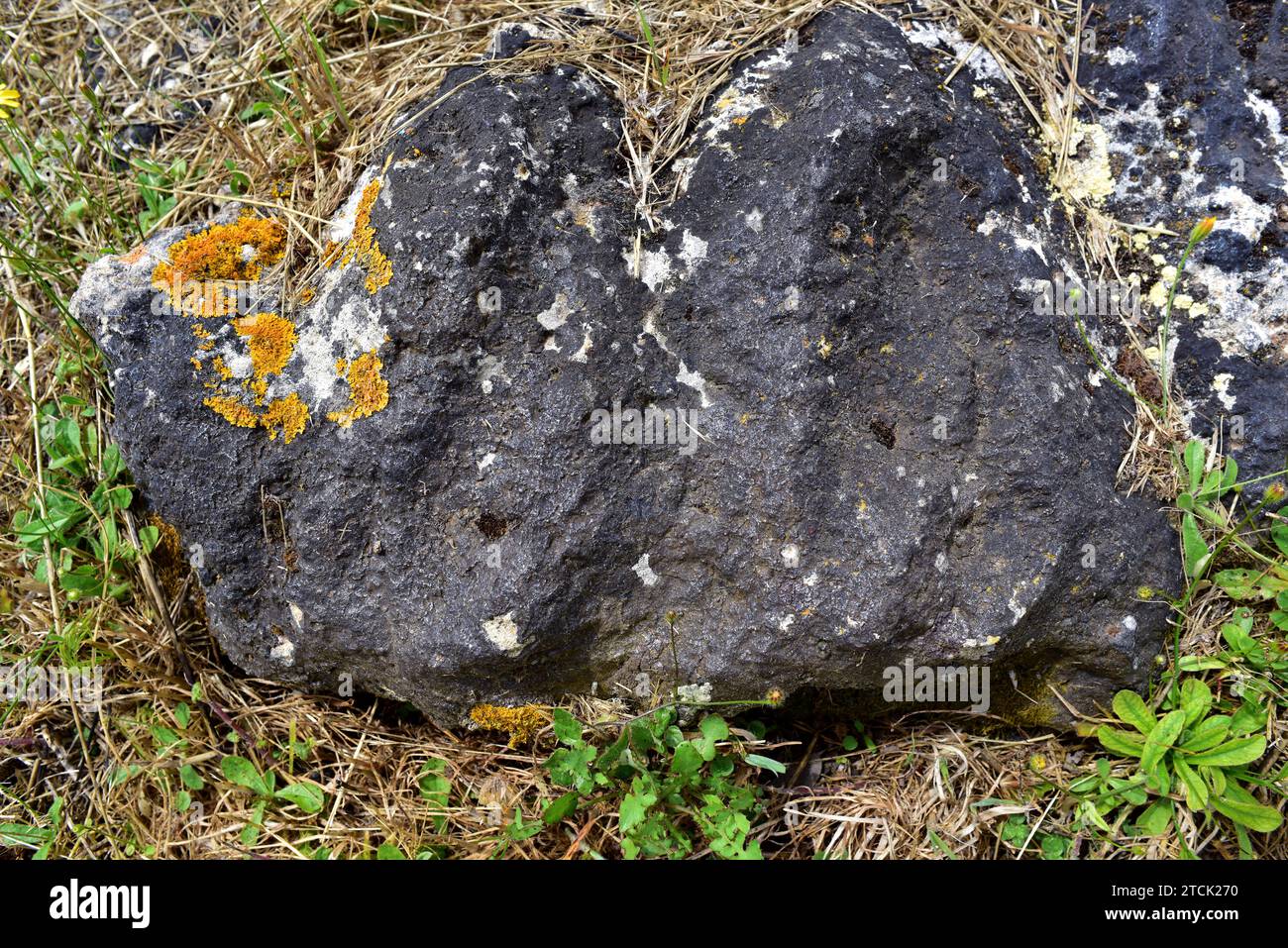 Verrucaria nigrescens is a black crustose lichen that grows on limestone rocks. At left the yellow foliose lichen Xanthoria clacicola. This photo was Stock Photo