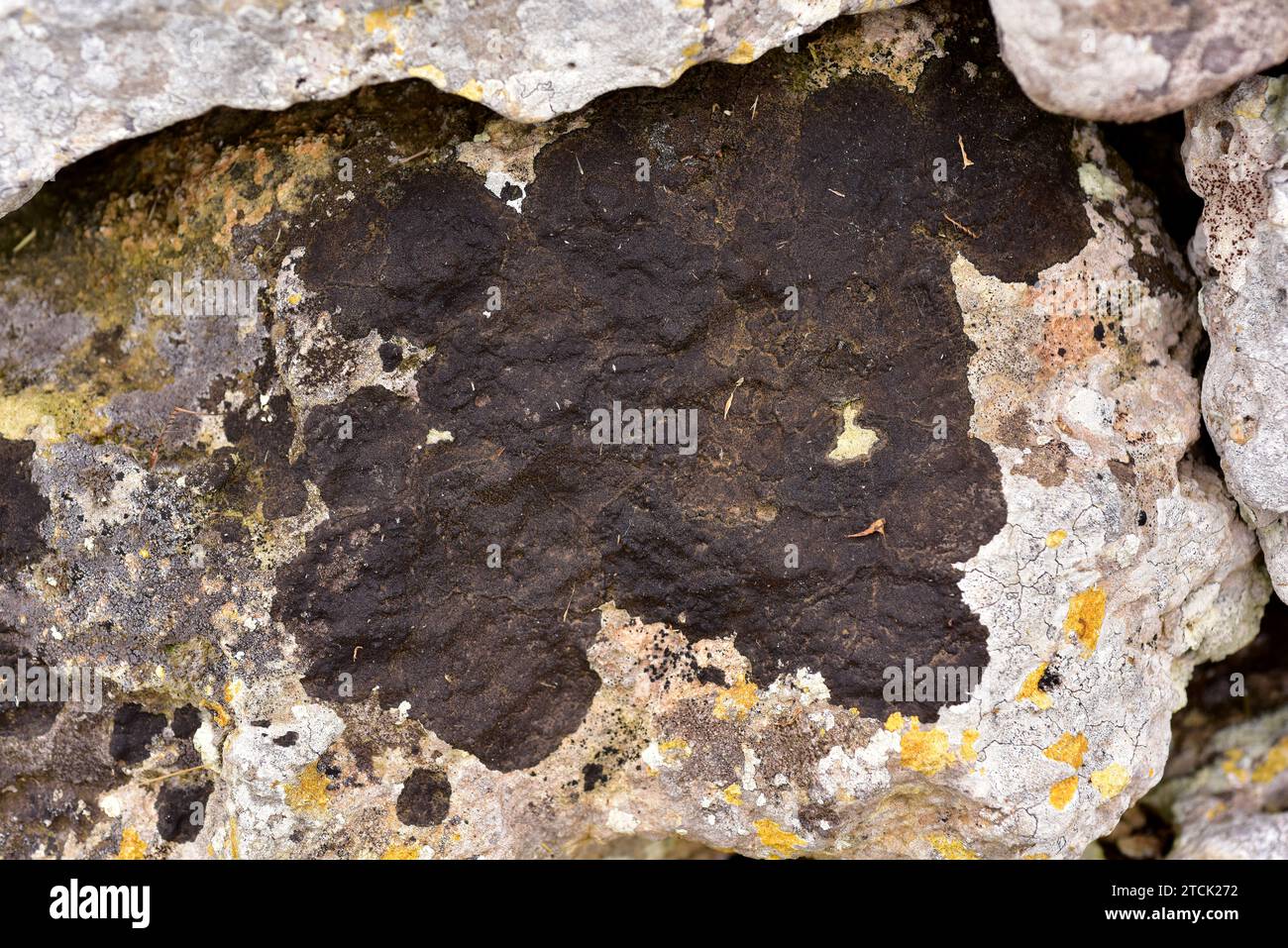 Verrucaria nigrescens is a black crustose lichen that grows on limestone rocks. This photo was taken in Menorca, Balearic Islands, Spain. Stock Photo