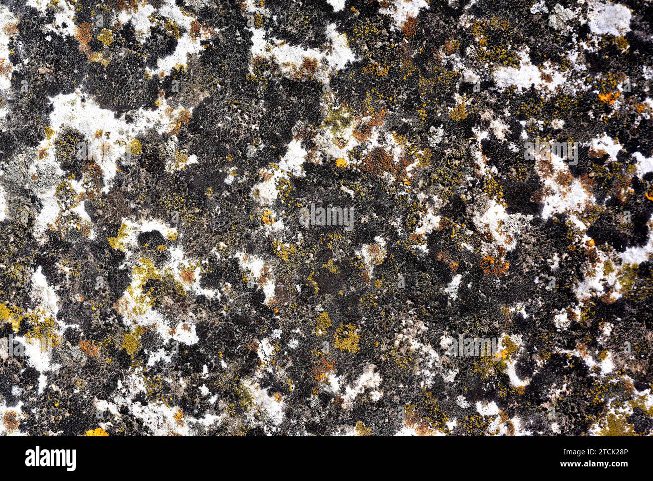 Crustose lichen community with Verrucaria nigrescens (black), Aspicilia calcarea (grey), Caloplaca holocarpa (orange) and Candelariella aurella (yello Stock Photo