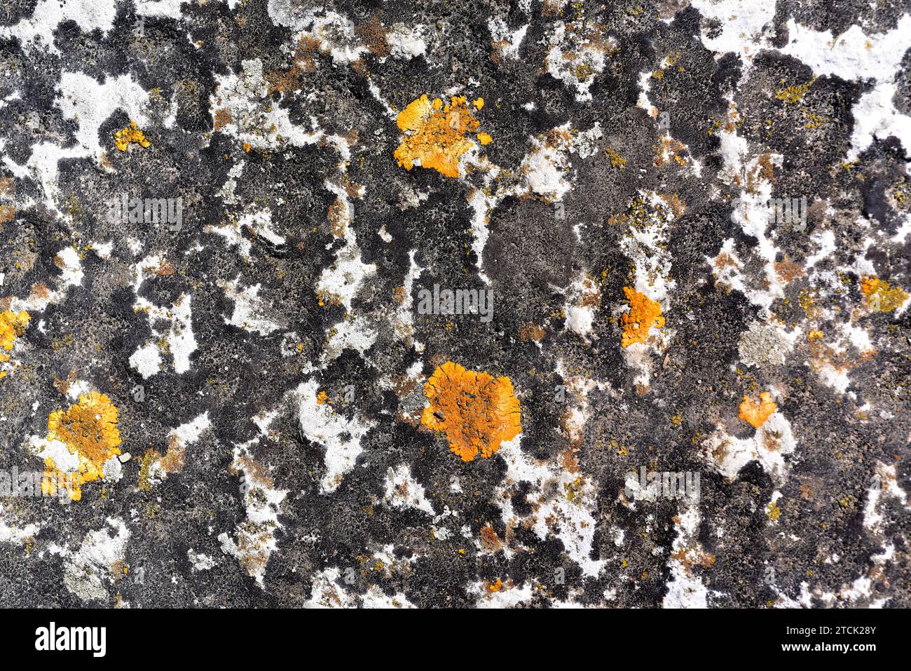 Crustose lichen community with Verrucaria nigrescens (black), Aspicilia calcarea (grey) and Xanthoria flavescens (orange) growing on a calcareous rock Stock Photo