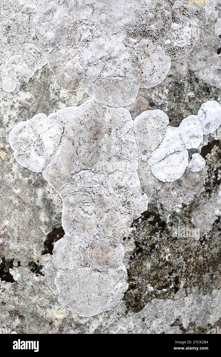 Verrucaria parmigera is an endolithic lichen that grows on limestone rocks. This photo was taken in Menorca, Balearic Islands, Spain. Stock Photo