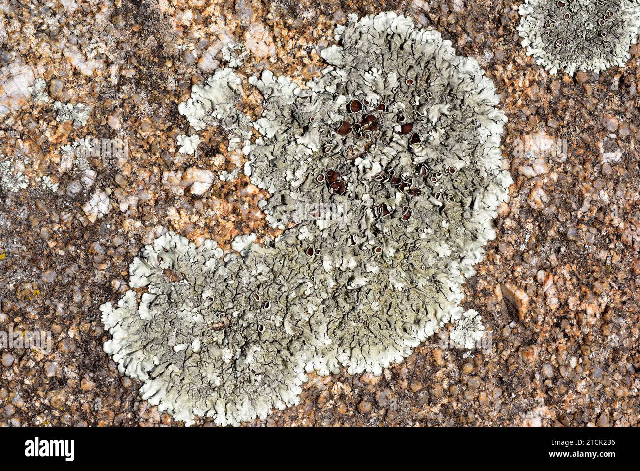 Xanthoparmelia conspersa or Parmelia conspersa is a foliose lichen that grows on siliceous rocks. This photo was taken in La Albera, Girona province, Stock Photo
