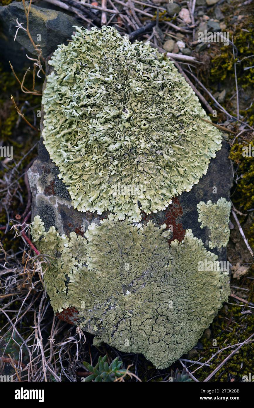 Xanthoparmelia conspersa or Parmelia conspersa (above) and Xanthoparmelia tinctina or Parmelia tinctina (below) are a foliose lichens that grows on si Stock Photo