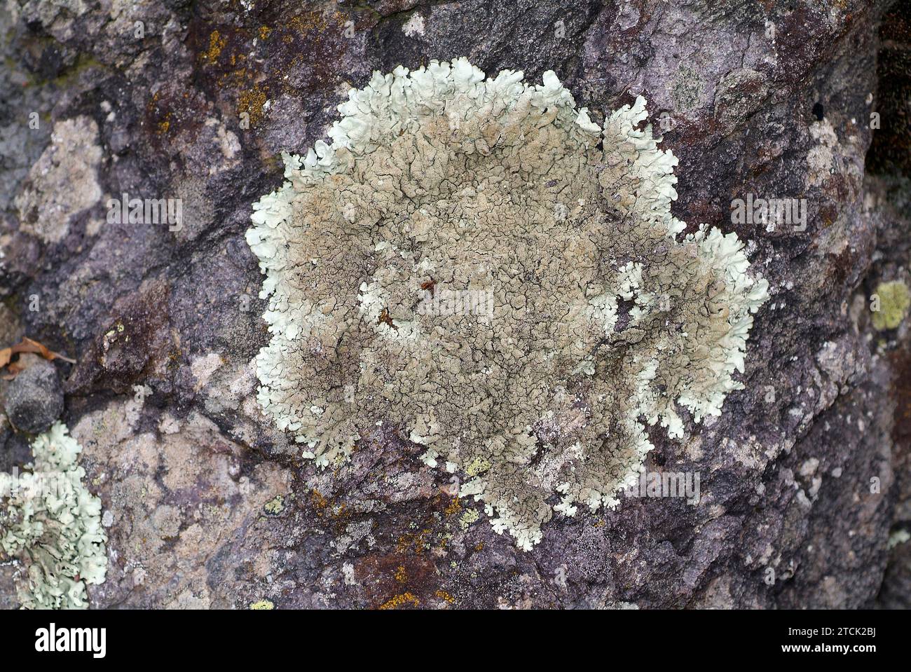 Xanthoparmelia tinctina or Parmelia tinctina is a foliose lichen that grows on siliceous rocks. Stock Photo