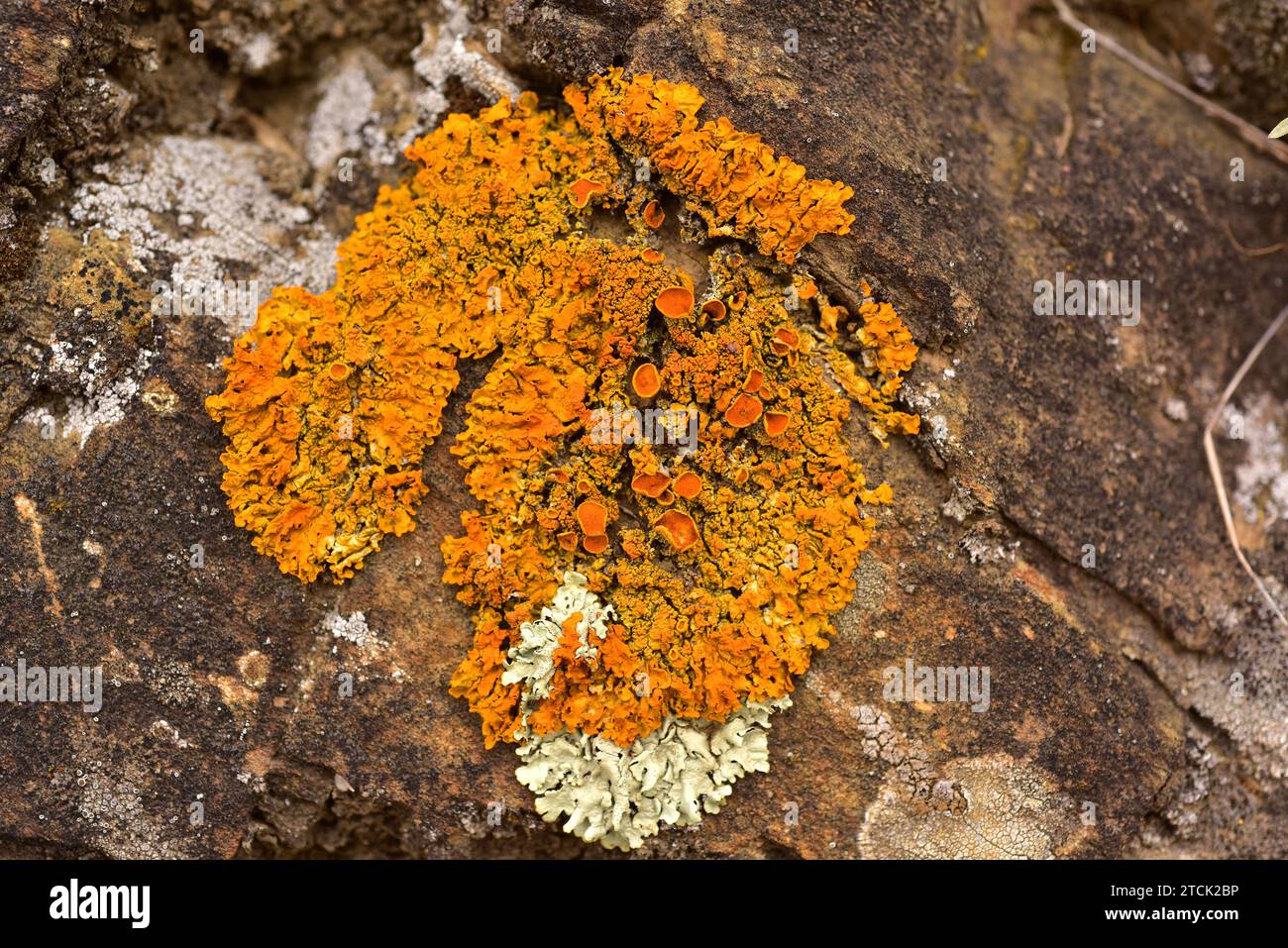 Xanthoria calcicola is an orange foliose lichen. This photo was taken in La Albera, Girona province, Catalonia, Spain. Stock Photo