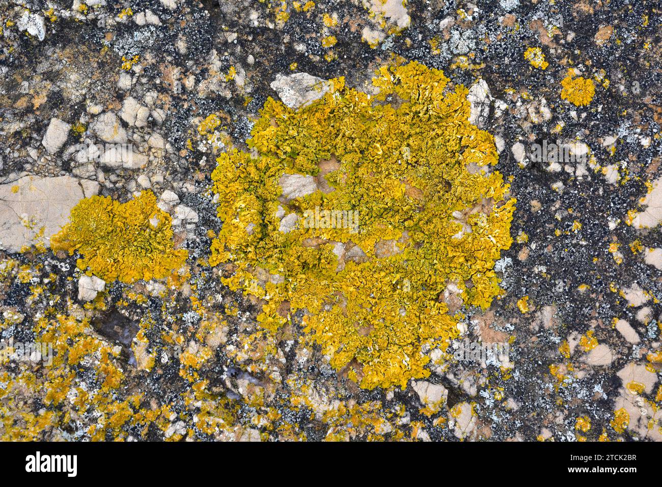 Xanthoria calcicola is a foliose lichen. This photo was taken in Sa Tuna, Girona province, Catalonia, Spain. Stock Photo