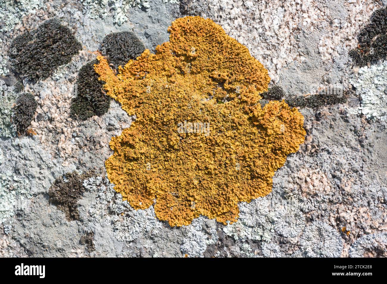 Xanthoria calcicola or Xanthoria aureola is an orange foliose lichen. This photo was taken in Vilaut, Girona province, Catalonia, Spain. Stock Photo