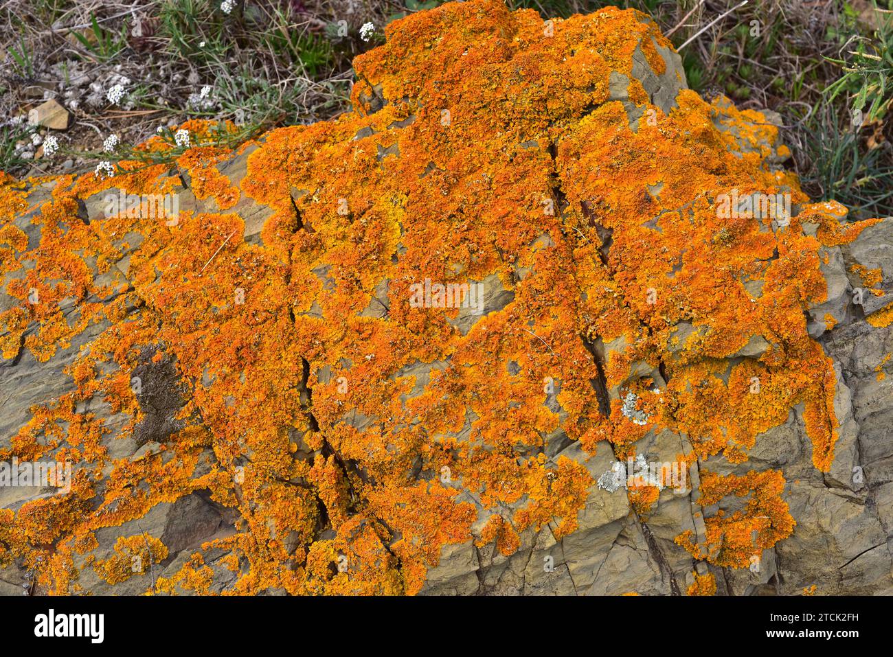 Xanthoria calcicola or Xanthoria aureola is an orange foliose lichen. This photo was taken in Cap Ras, Girona province, Catalonia, Spain. Stock Photo