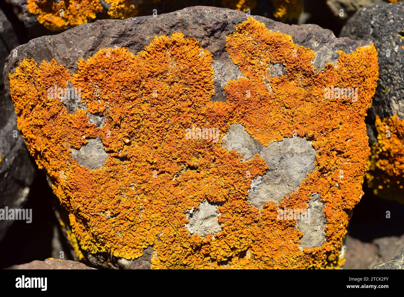 Xanthoria calcicola or Xanthoria aureola is an orange foliose lichen. This photo was taken in Santorini Island, Greece. Stock Photo