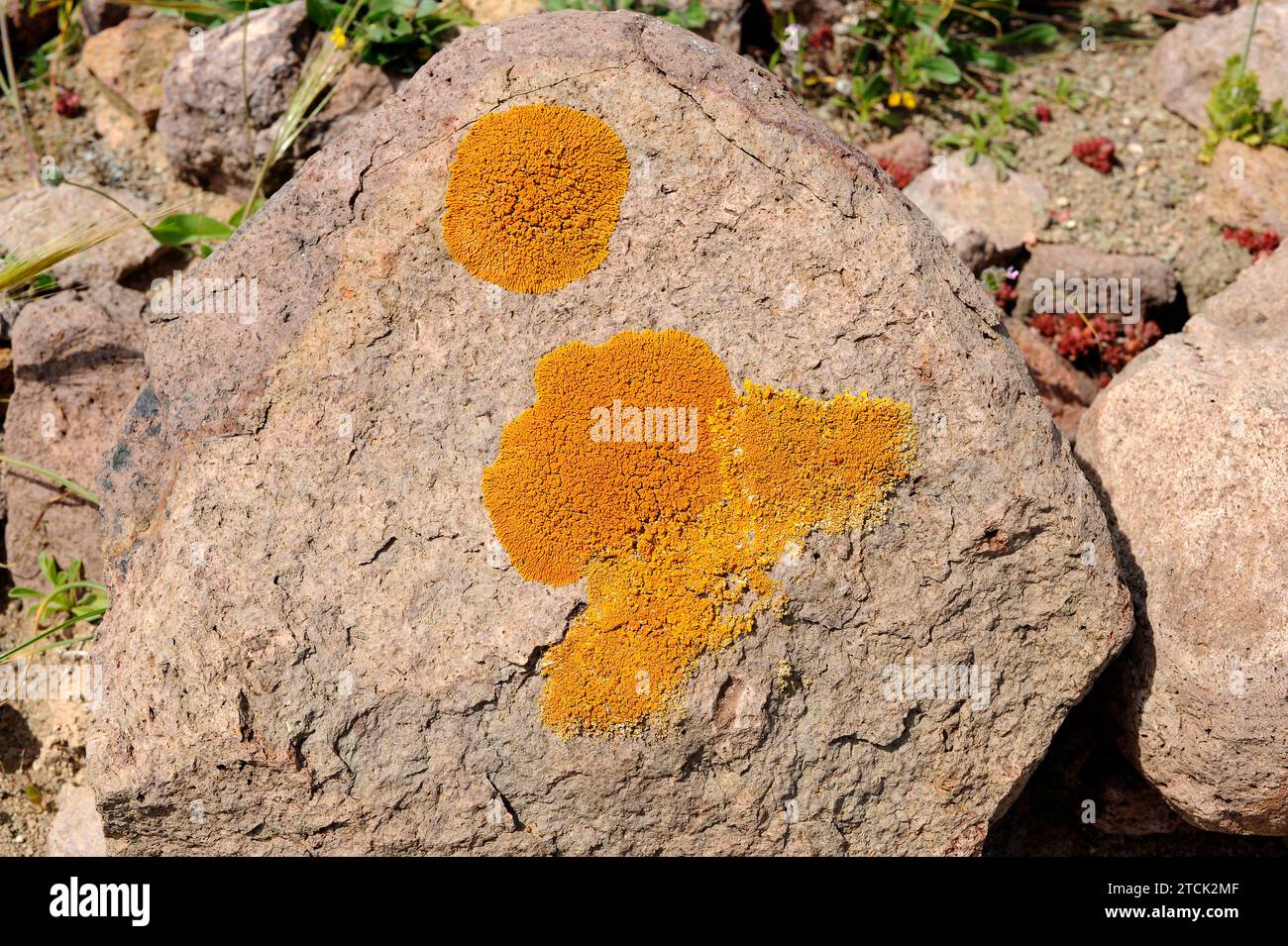 Xanthoria resendi (above and centrum) and Xanthoria calcicola (right and below) are two foliose lichens. This photo was taken in Cabo de Gata Natural Stock Photo