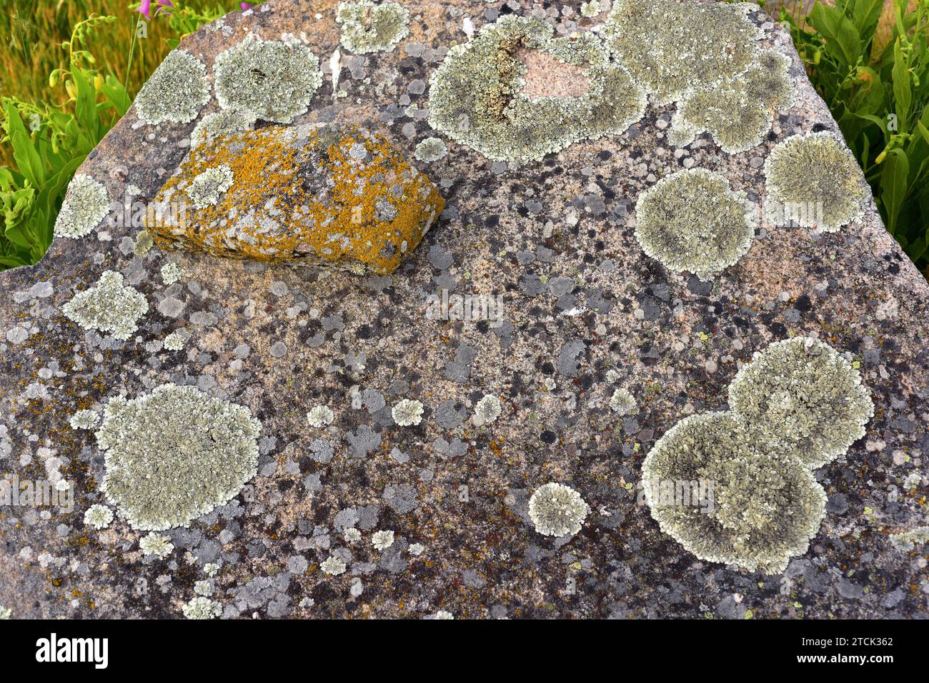 Saxicolous lichens growing on granite rock. This photo was taken in Arribes del Duero Natural Park, Zamora province, Castilla-Leon, Spain. Stock Photo