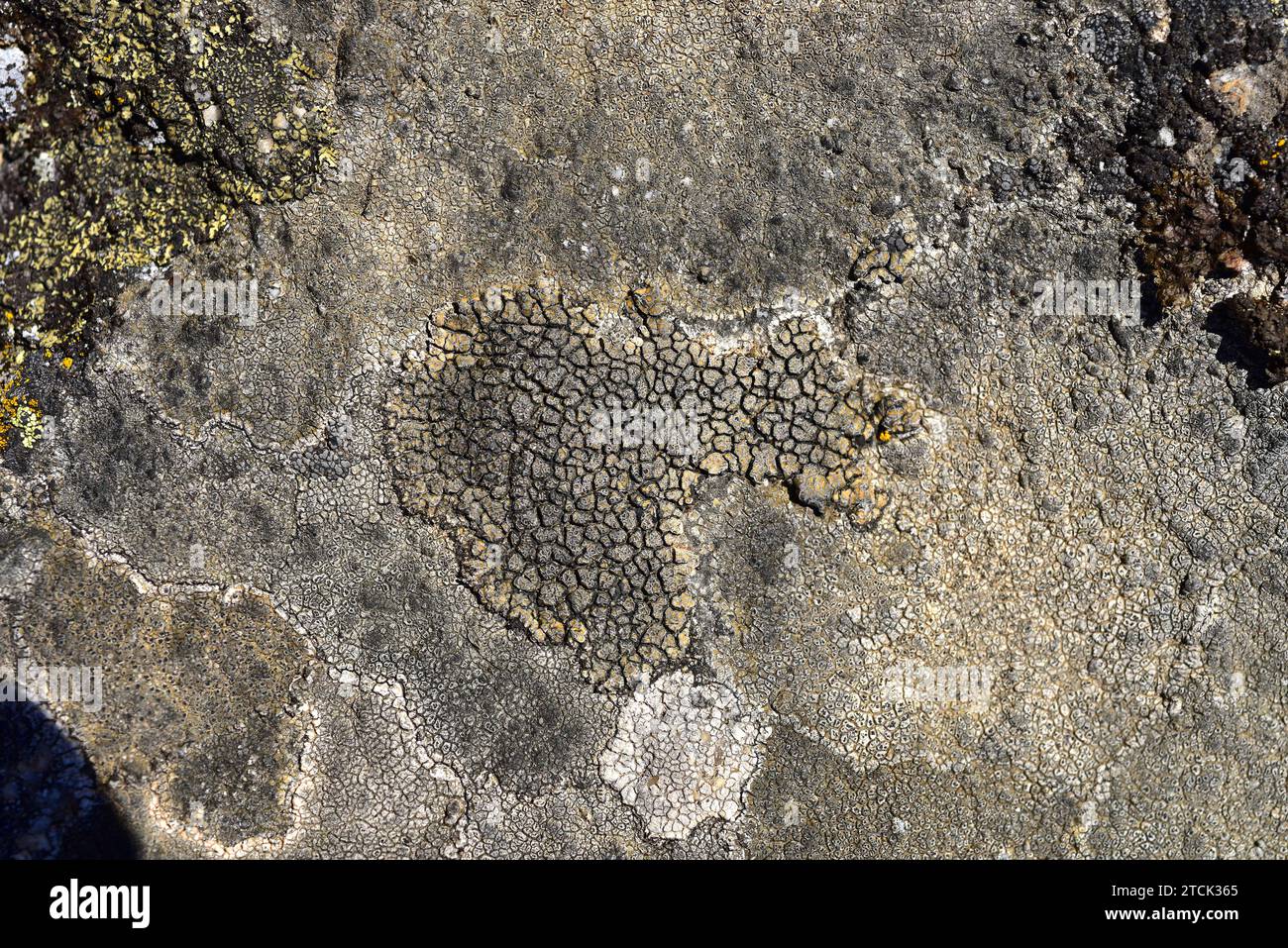 Acarospora fuscata is a crustose lichen. This photo was taken in Arribes del Duero Natural Park, Zamora province, Castilla-Leon, Spain. Stock Photo