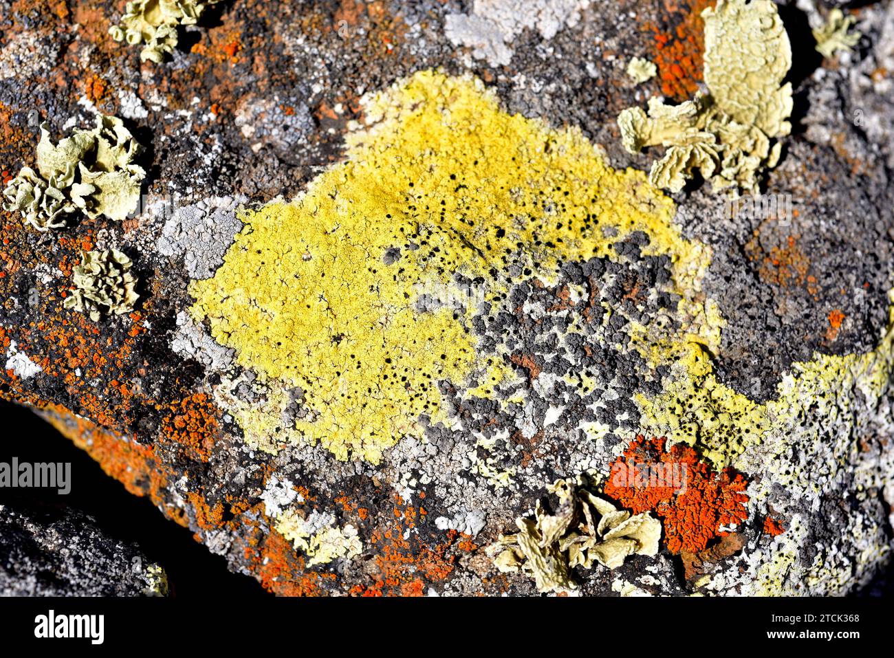 Acarospora hilaris is a yellow crustose lichen growing on volcanic rock. This photo was taken in Lanzarote Island, Canary Islands, Spain. Stock Photo